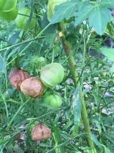 When the seed pods turn brown, the 2-3 seeds inside are ready to harvest.