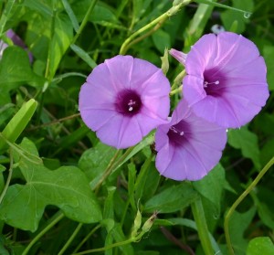Wild purple morning glory flowers are open only in the morning.
