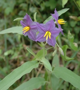 Silver Leaf Nightshade, Solanum eleagnifolium, purple-flowering form. Q