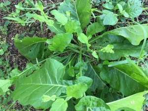 Nicotiana repanda leaves