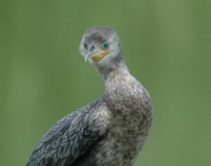 A young Cormorant