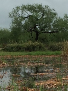 Mesquite tree at Estero Llano Grande