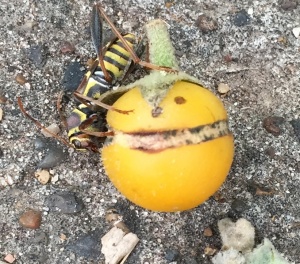 Drunken wasp