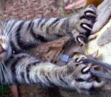 Cat claws
