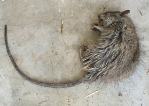 Might be a Norway Rat