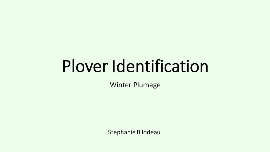 Plover Identification