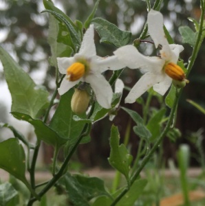 Texas Nightshade, Solanum triquertrum 