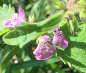 Pink Mint flower