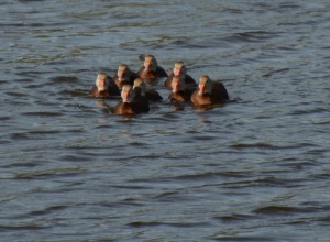 Regatta of Whistling ducks on the Resaca