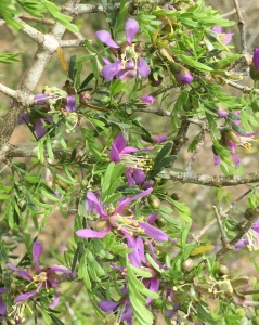 Guayacán blooms