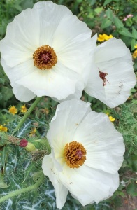 Red Poppy, Argemone sanguinea, white-flowering form