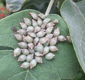Stink bugs on Potato tree leaf, Solanum erianthum 