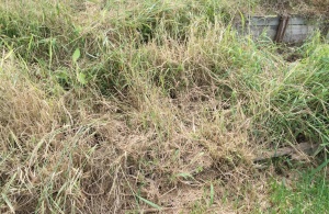 Attempting to save Frostweed and Velvet Lantana under Guinea grass