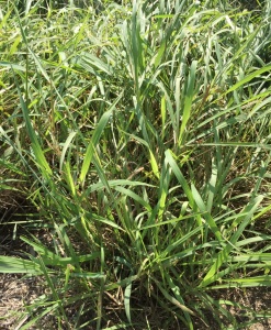 Healthy Guinea grass