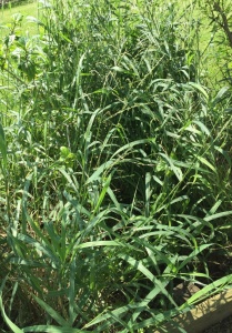 Guinea grass taking over nectar plants