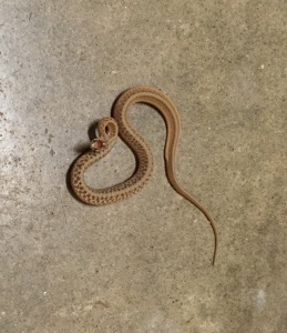 Possibly Texas Brown Snake (Storeria dekayi texana)