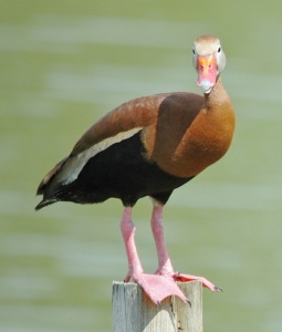Black-Bellied Whistling-Duck 