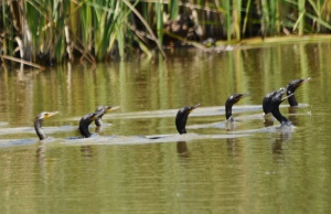 A spying of Cormorants