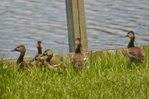 A badelynge of ducks