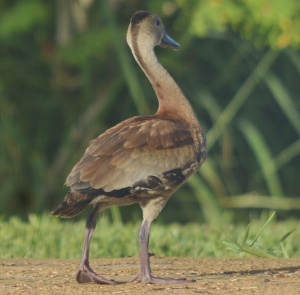 Young Whistling-Duck