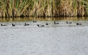A raft of Coots