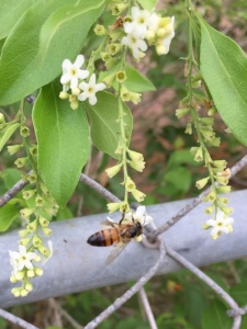 Bee on fiddlewood bloom