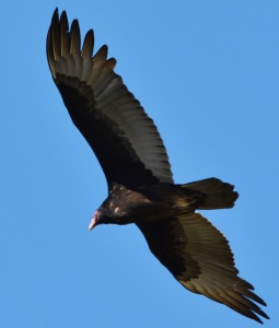 Turkey Vulture's 6-foot wingspan