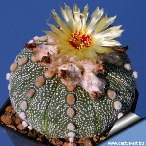 Star cactus