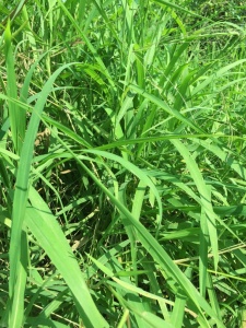 Guinea grass