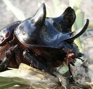 Rhinoceros Beetle head