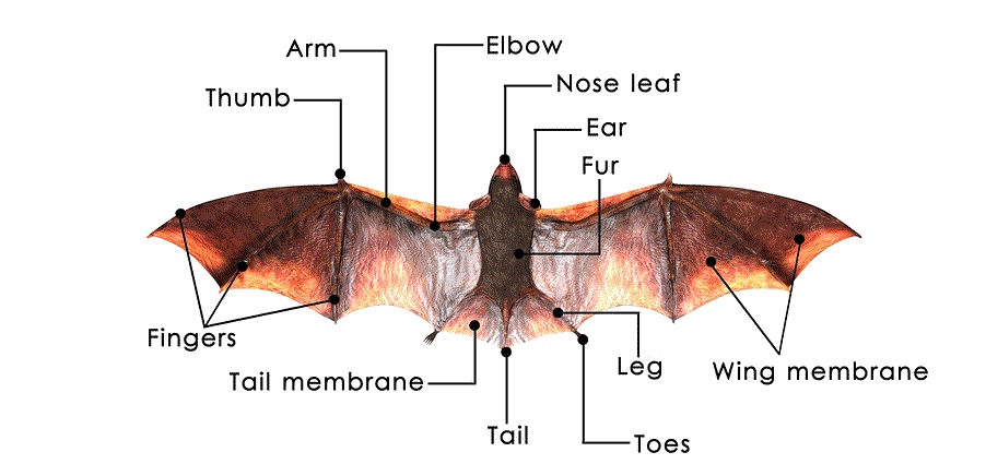 Anitas Blog — Easy Bat Habitat Rio Grande Valley Chapter Texas