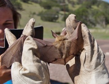 Bat by Jolaine Lanehart
