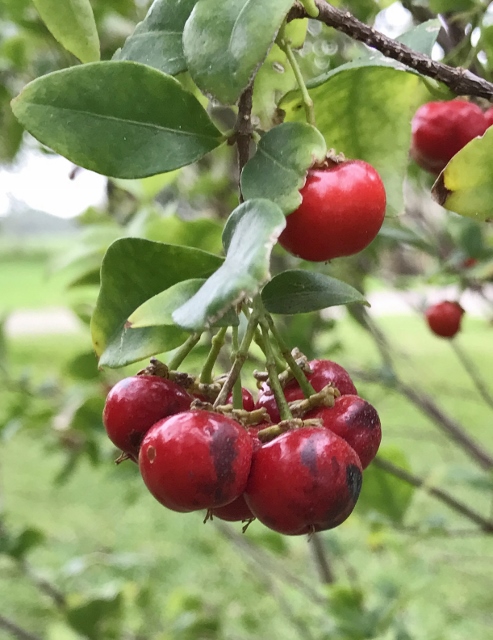 Barbados Cherry fruit by Anita Westervelt