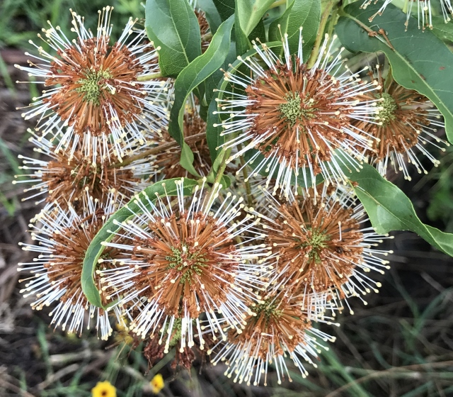 Mexican Buttonbush flower beginning to go to seed. By Anita Westervelt