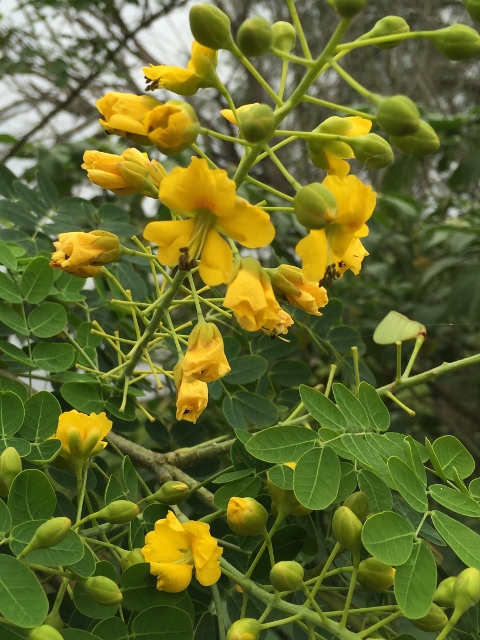 Mexican caesalpinia tree attracts hummingbirds, butterflies and beneficial bumblebees to the garden