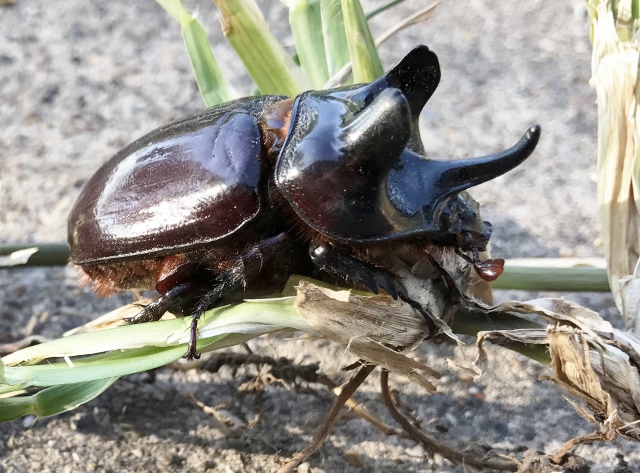 Behold the Biggest Beetles in Texas