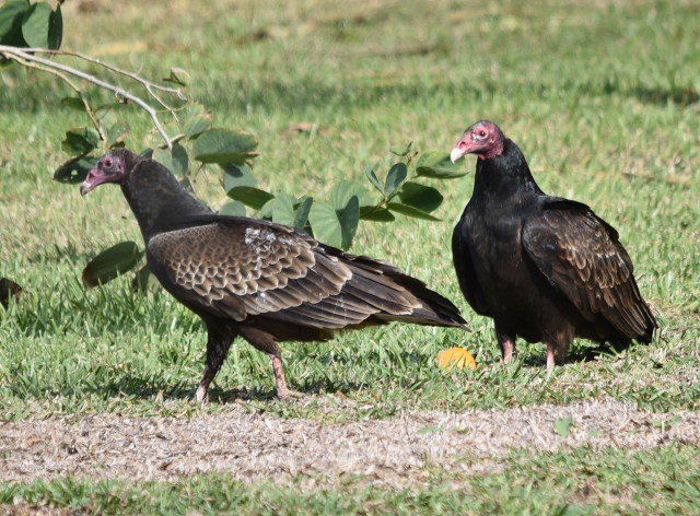 Turkey Vultures Have a Keen Sense of Smell and Now We Know Why, At the  Smithsonian