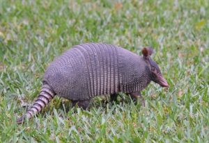 armadillo south carolina