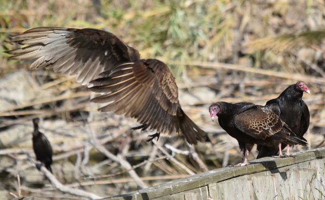 Turkey Vultures Have a Keen Sense of Smell and Now We Know Why, At the  Smithsonian