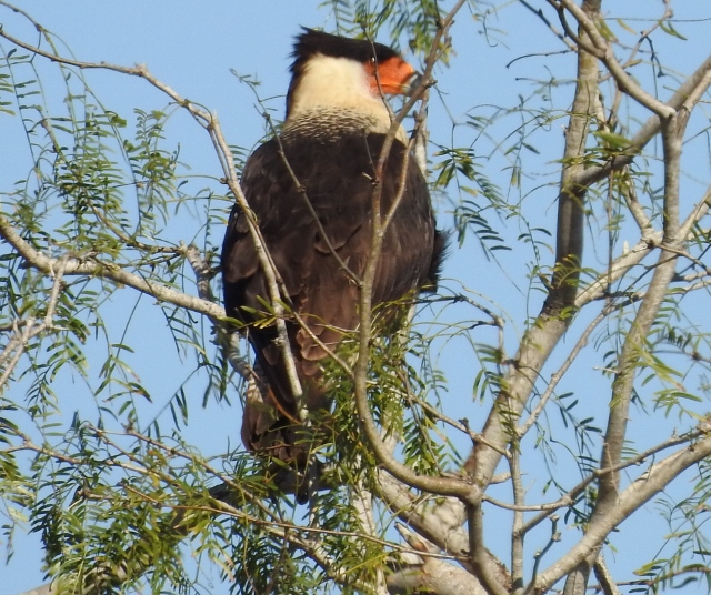 Birds of Prey in Texas – Facts, List, Pictures