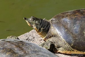 The Texas Spiny Softshell Turtle, a Feisty Survivor – Rio Grande Valley ...