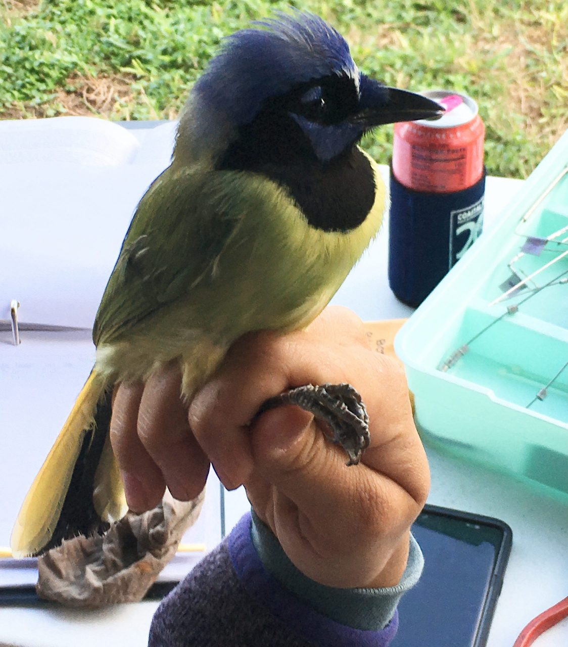 Stunning, Clever Green Jays