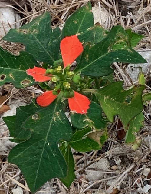 Wild Poinsettia