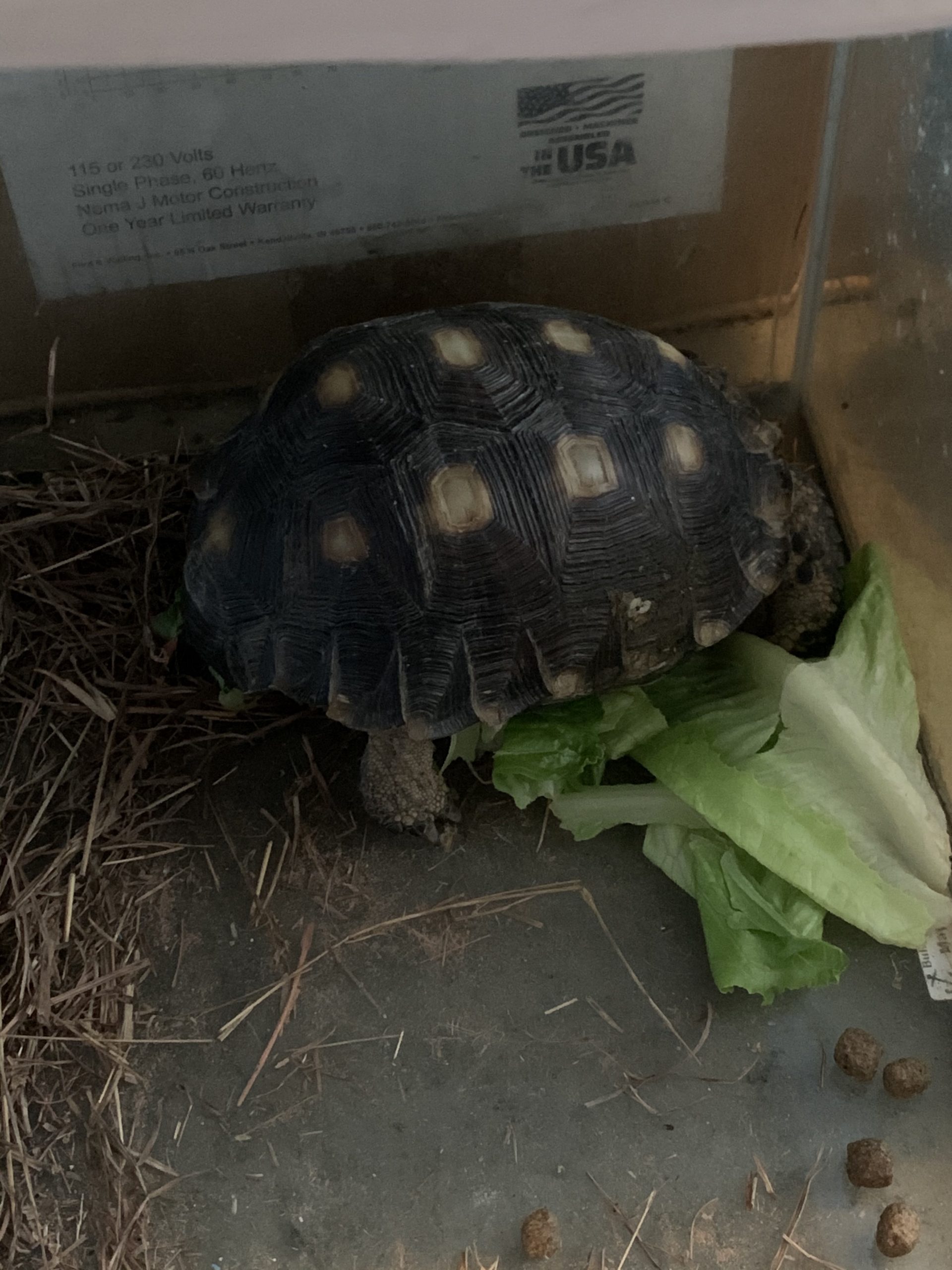 A Texas tortoise’s tale – Rio Grande Valley Chapter