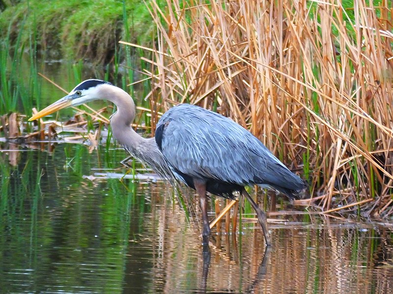 The Great Blue Heron: Versatile Bird and Formidable Predator – Rio ...