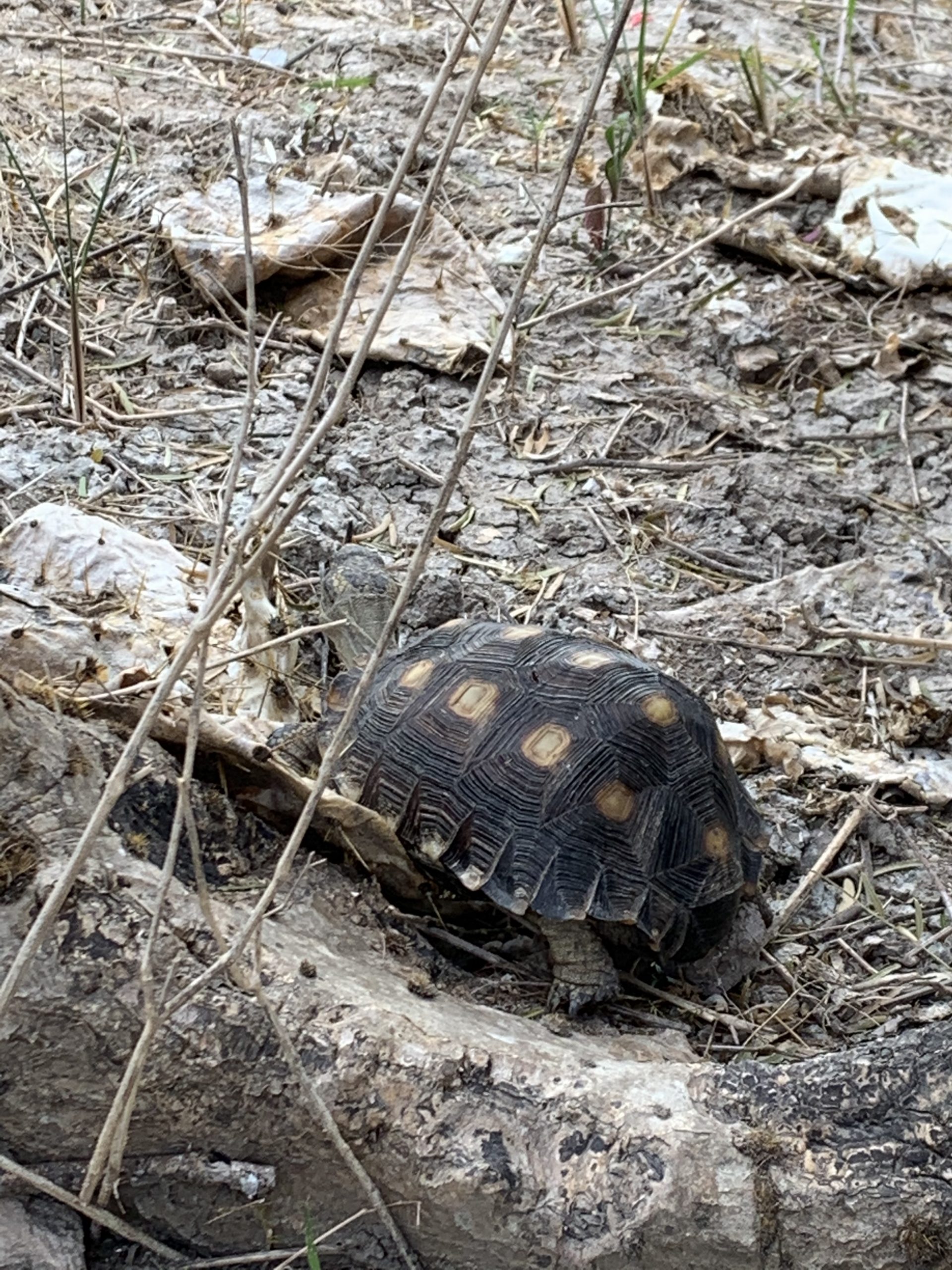 A Texas tortoise’s tale