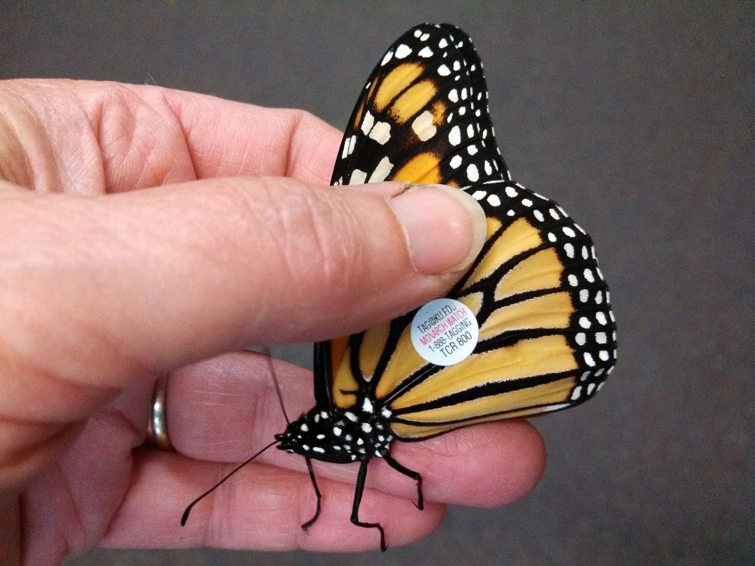 more-for-monarchs-rio-grande-valley-chapter-texas-master-naturalist