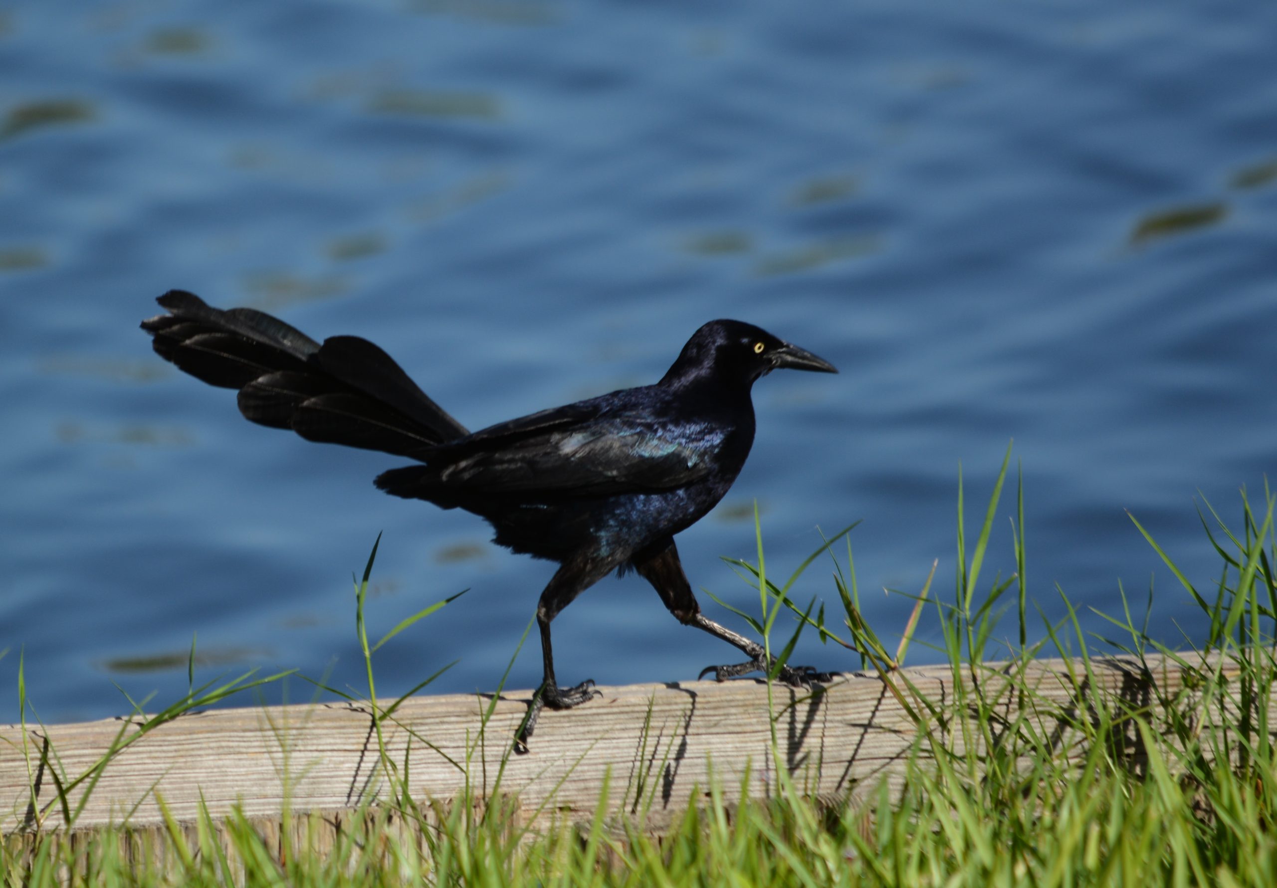 The Ubiquitous Great-tailed Grackle