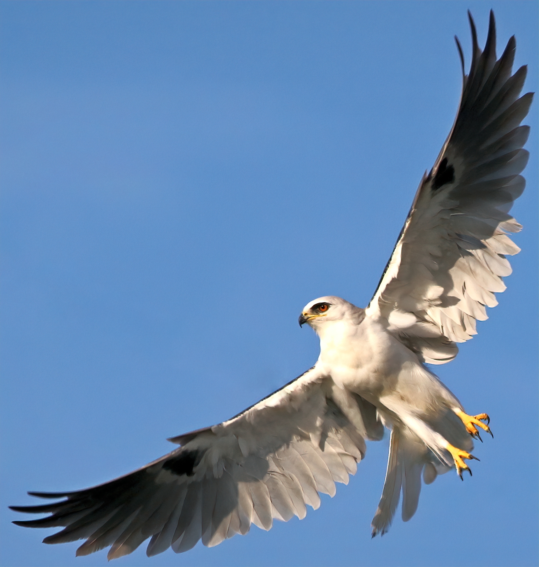 White-tailed Kites