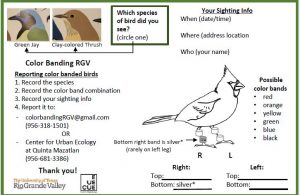 Reporting Bird Bands – Rio Grande Valley Chapter